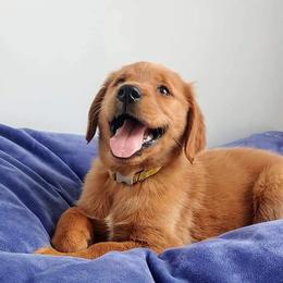 Golden Retriever Puppies from Origins Goldens