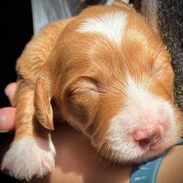 Yaeger - Red male Dachshund puppy in Harrison, Arkansas from Dachshunds on the Hill