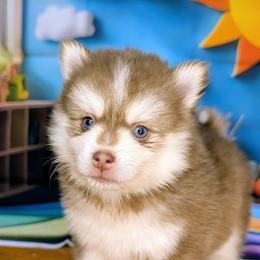 Artemis - 2200 - Red and white male Pomsky puppy in Spring Hill, Florida from www.PuppyTimeEmporium.com