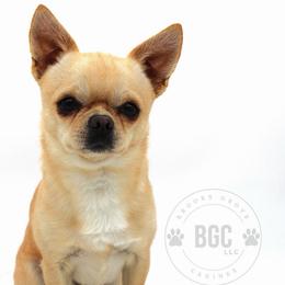 Toast - Chihuahua
