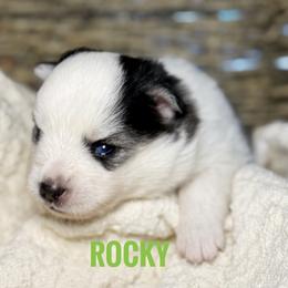 Rocky - Black and white male Pomsky puppy in Grass Valley, California from Karalot Pomskies
