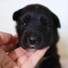 Miniature Australian Shepherd Puppies from Garay Mini Aussies