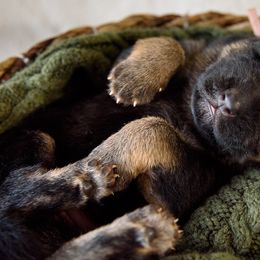 German Shepherd Puppies from Platz German Shepherds