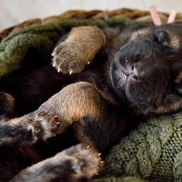 German Shepherd Puppies from Platz German Shepherds