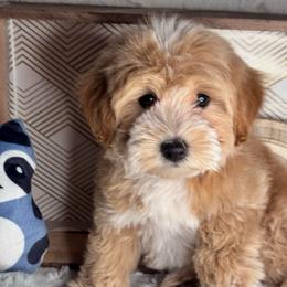 Harpo - Apricot male Maltipoo puppy in West Jordan, Utah from Mid Sized Maltipoos and More LLC
