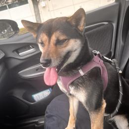 Koda - Shiba Inu