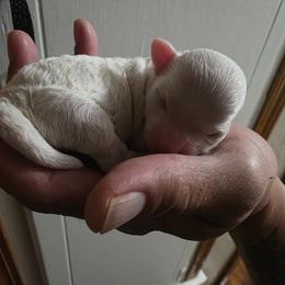 Creamy - Apricot male Poodle puppy in Lawton, Oklahoma from My Precious Toy Poodles