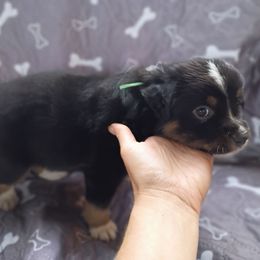 Stripe (black tri) - Black tri-color male Australian Shepherd puppy in Okeechobee, Florida from Rothsolid Puppies