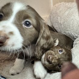 Dachshund Puppies from The Well Tempered Dachshund