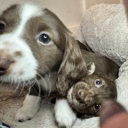 Dachshund Puppies from The Well Tempered Dachshund