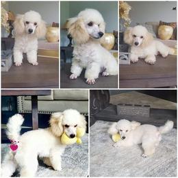 Poodle Puppies from Puppy Love 4ever