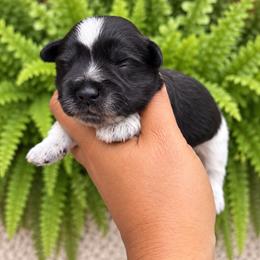 Biscuit - Parti male Miniature Schnauzer puppy in Dorr, Michigan from Enchanted Paws