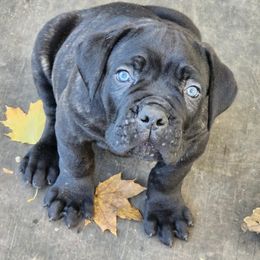 Cane Corso from Briggshaus Kennel