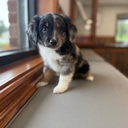 Fuji - Blue merle male Miniature Australian Shepherd puppy in Clarkesville, Georgia from North Georgia Gems
