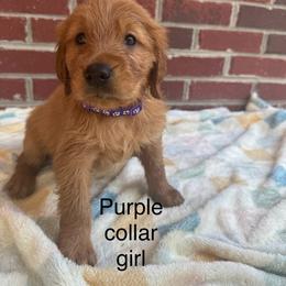 Purple collar girl - Dark golden female Golden Retriever puppy in Buchanan, Georgia from Morgan’s Heart of Gold Retrievers