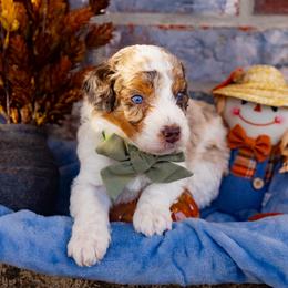 Butterfinger - Chocolate merle male Bernedoodle puppy in Richmond, Texas from Harper’s Heartbeats