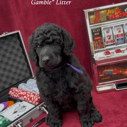 Roulette (Purple Collar Girl) - Black female Poodle puppy in Cambridge, Wisconsin from Champagne Poodles