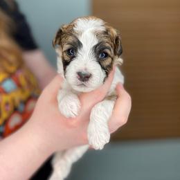 Jolteon - Red sable male Havapoo puppy in Surprise, Arizona from Huckleberry Doodles