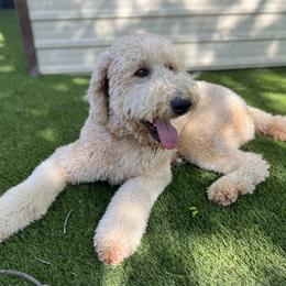Stellaluna - Goldendoodle