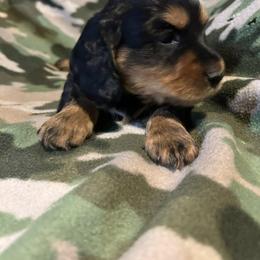 Dachshund Puppies from Carter's Kennels