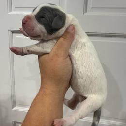 Connelly - Blue and white female Great Dane puppy in Florida from Beachside Kennels