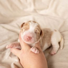 Banana - male Golden Mountain Doodle puppy in New River, Arizona from Sonoran Standard Doodles