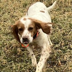 Dolly - English Setter
