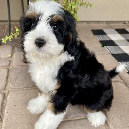 Dixie - female Double Doodle puppy in Superior, Arizona from Mountain Bridge Doodles