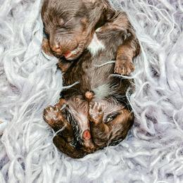 Girl 1 - Phantom female Bernedoodle puppy in Otisville, Michigan from Danie’s Darling Doodles LLC