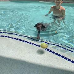 German Wirehaired Pointer Puppies from Hullabaloo Kennels