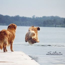 Golden Retriever All Grown Up from Firefly Cottage Golden Retrievers
