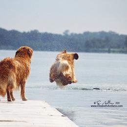 Golden Retriever All Grown Up from Firefly Cottage Golden Retrievers