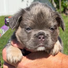 Duke - Tricolors male French Bulldog puppy in Palm Coast, Florida from Calypso Island French Bulldogs
