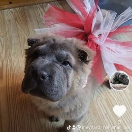 Baby rue - Chinese Shar-Pei