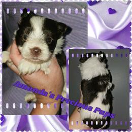 Oaklyn - Liver female Yorkshire Terrier puppy in Wartburg, Tennessee from Amanda's Precious Pups