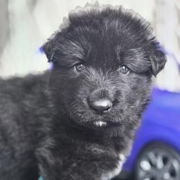 Boy 2 - male Shiloh Shepherd puppy in Anza, California from Stunning Shiloh Shepherds