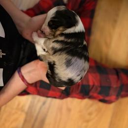 Bailey - Blue merle male Miniature Australian Shepherd puppy in Harpers Ferry, West Virginia from Carter's Cuties