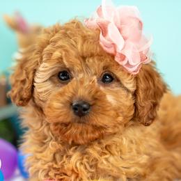 Cassidy - Red female Cavapoo puppy in Erda, Utah from Country Lane Doodles