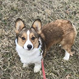 Nolie - Pembroke Welsh Corgi