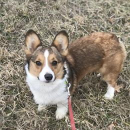 Nolie - Pembroke Welsh Corgi