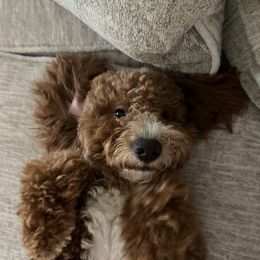 Cash - Goldendoodle