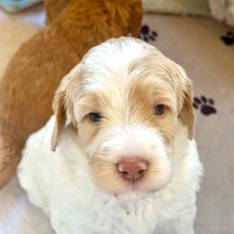 Glacier - Parti male Goldendoodle puppy in Stockton, California from Port City Doodles