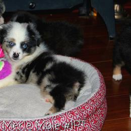 Aussiedoodle, Australian Shepherd, Miniature Australian Shepherd, and Toy Australian Shepherd Puppies from 3Laussies