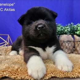 AKC Penelope - Black, brown undercoat female Akita puppy in Chillicothe, Missouri from TLC Akitas