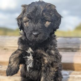 Aussiedoodle and Goldendoodle Puppies from Cedar Creek Ranch