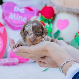 Ari - Chocolate and tan female Dachshund puppy in Fort Myers, Florida from Blossom Paws