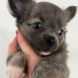 Rocky - Blue and white male Chihuahua puppy in Coweta, Oklahoma from Green Country Chihuahuas