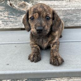 Cream brindle - Brindle female Dachshund puppy in Shelley, Idaho from Journey’s End Dachshunds