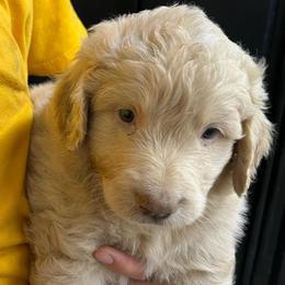 Turbo - Cream male Pyredoodle puppy in Prescott, Washington from Washington Pyredoodles