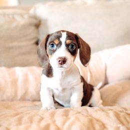Dachshund and German Shepherd Puppies from Mountain Valley Kennel